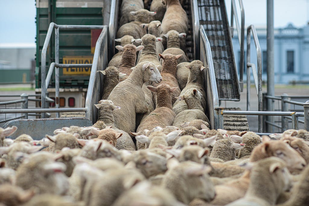 Sheep being loaded at Ballarat stockyards, Australia.