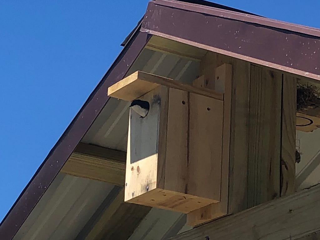 A small bird, dark blue on top with a white underside, looks out from a nesting box attached to a building.