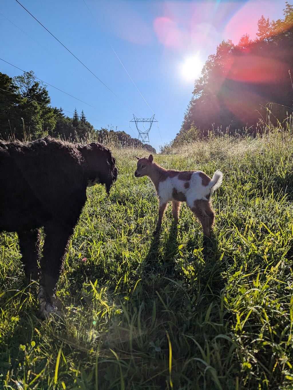 Harriet the dog checks out Thomas the goat