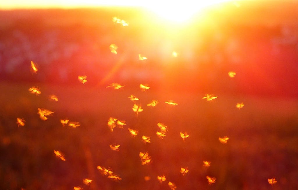 Insect swarm at sunset
