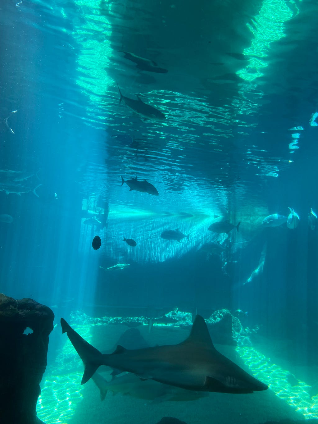 A shark swims around other fish at the Maui Ocean Center in Maui, Hawaii