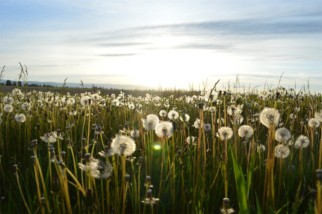 a field of dandelions gone to seed