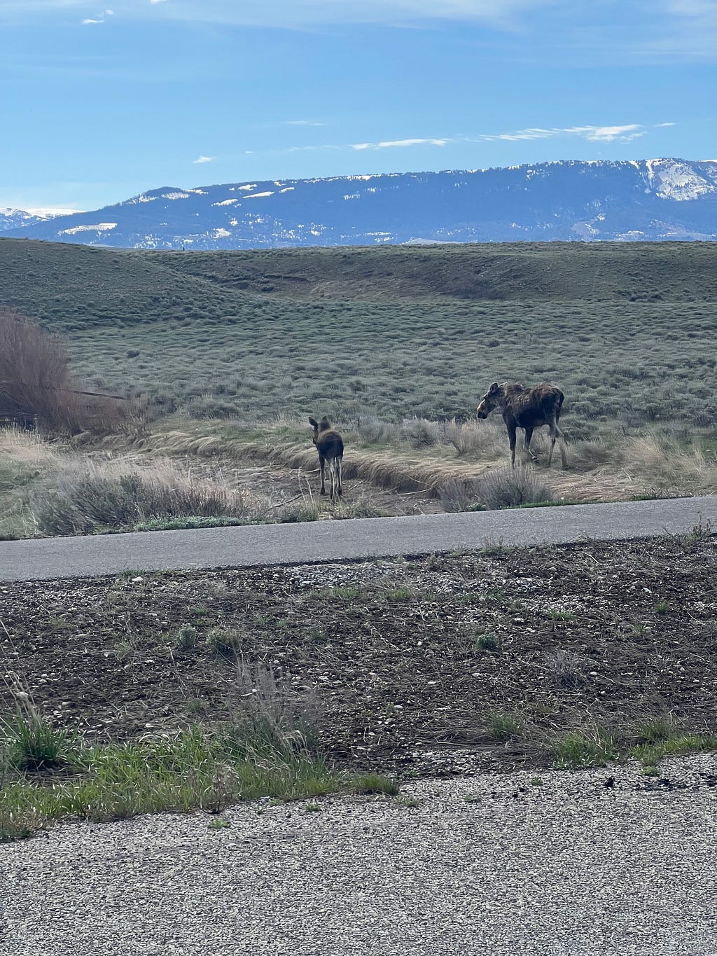Moose and her calf cross the road in Grand Teton National Park