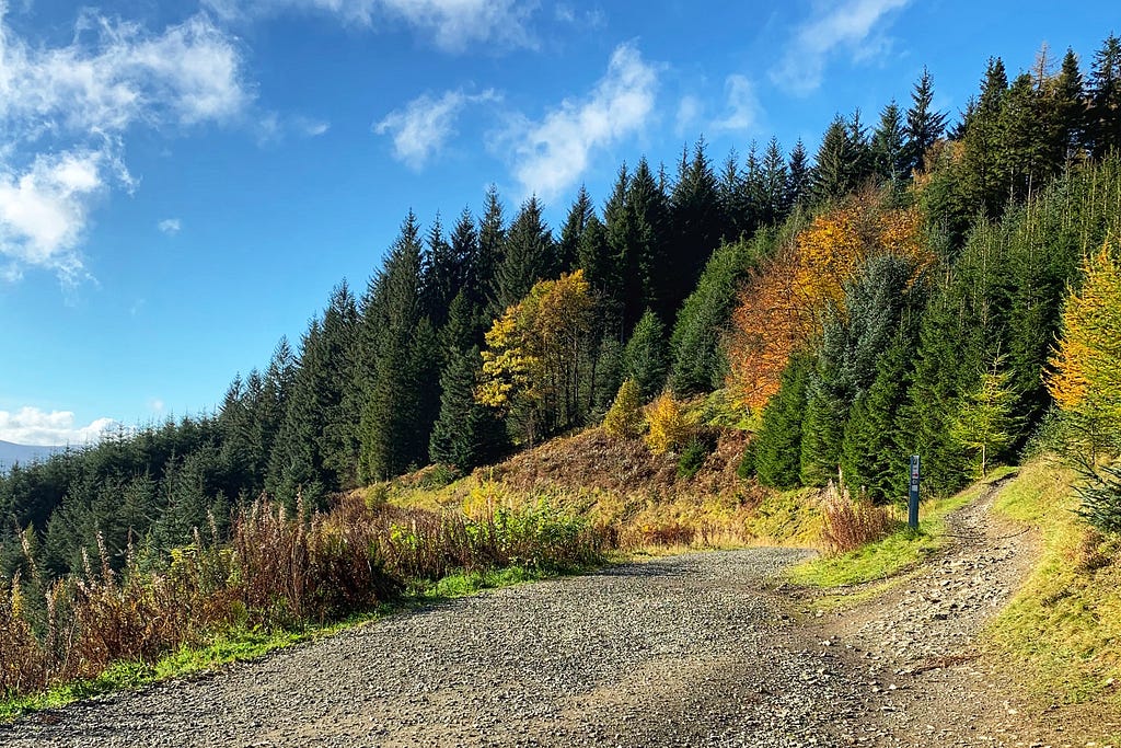 Autumnal trees in the Tweed Valley forest