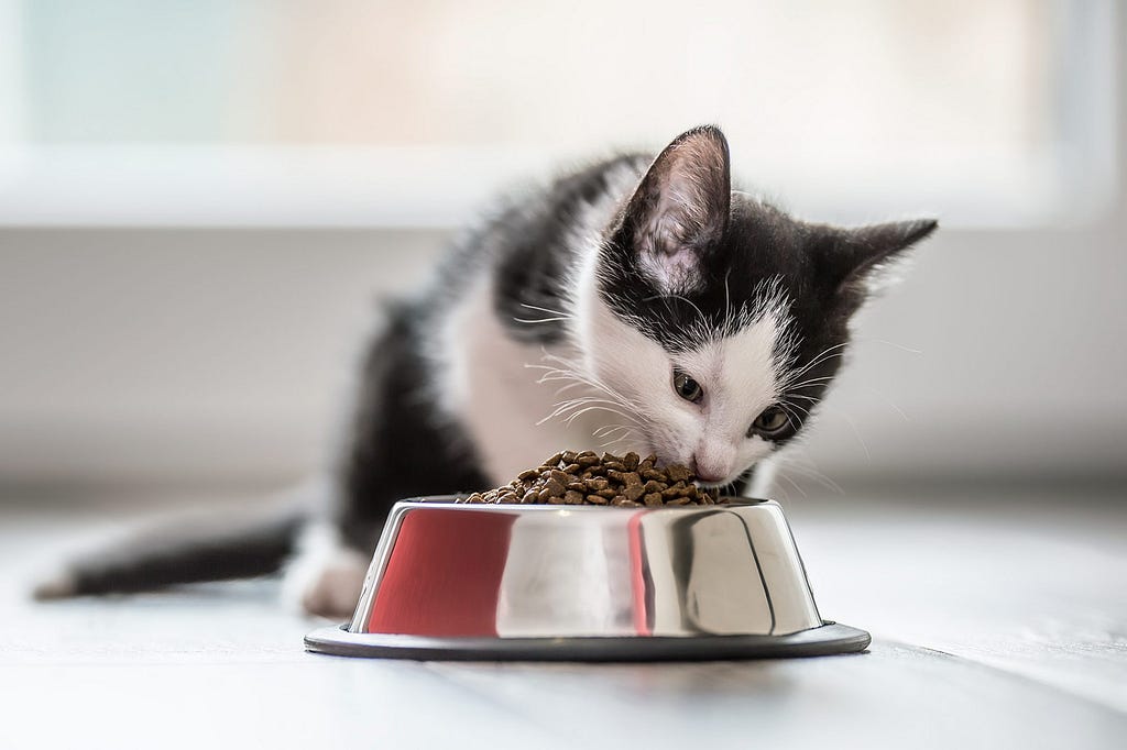 photo of kitten feeding