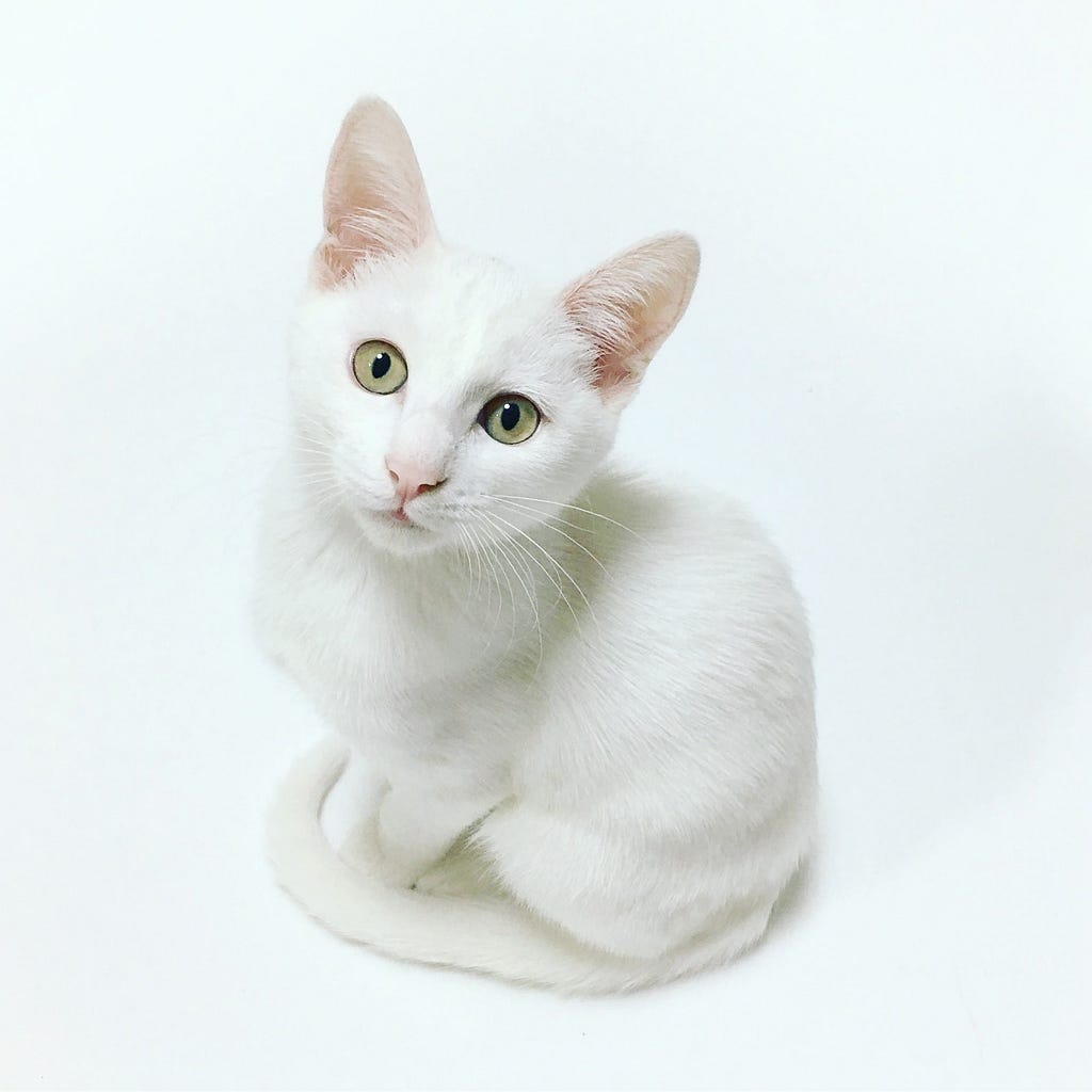 catness, pet, white cat, cat
