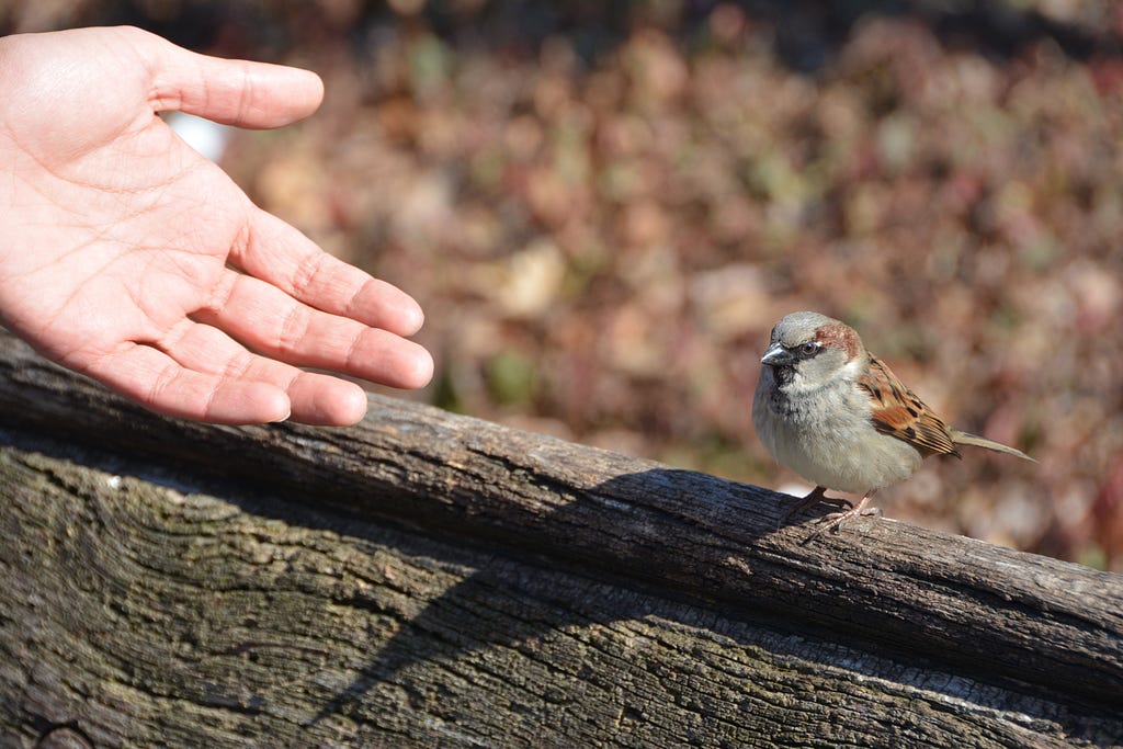 A human hand reaches out to a sparrow sitting on wood