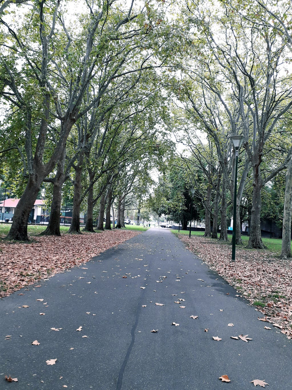 An avenue of trees in a Garden