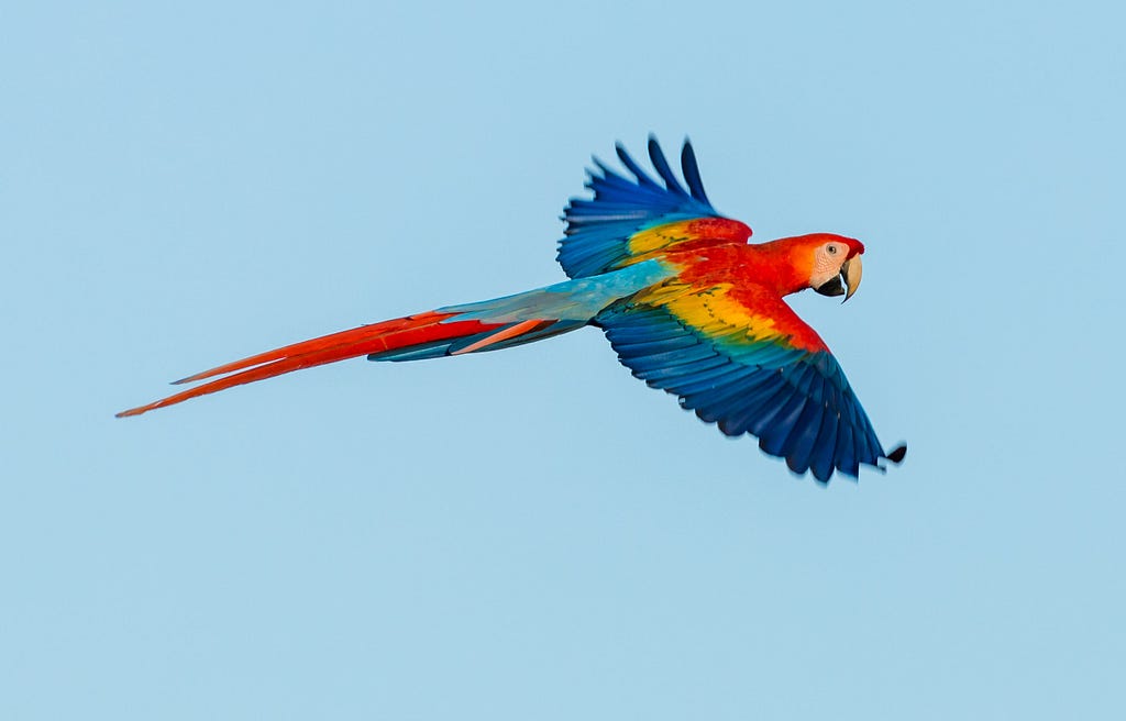 Parrot flying in the sky