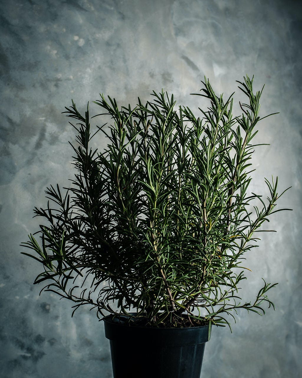 An upright rosemary plant in a simple pot looks striking against a bluish-gray background.
