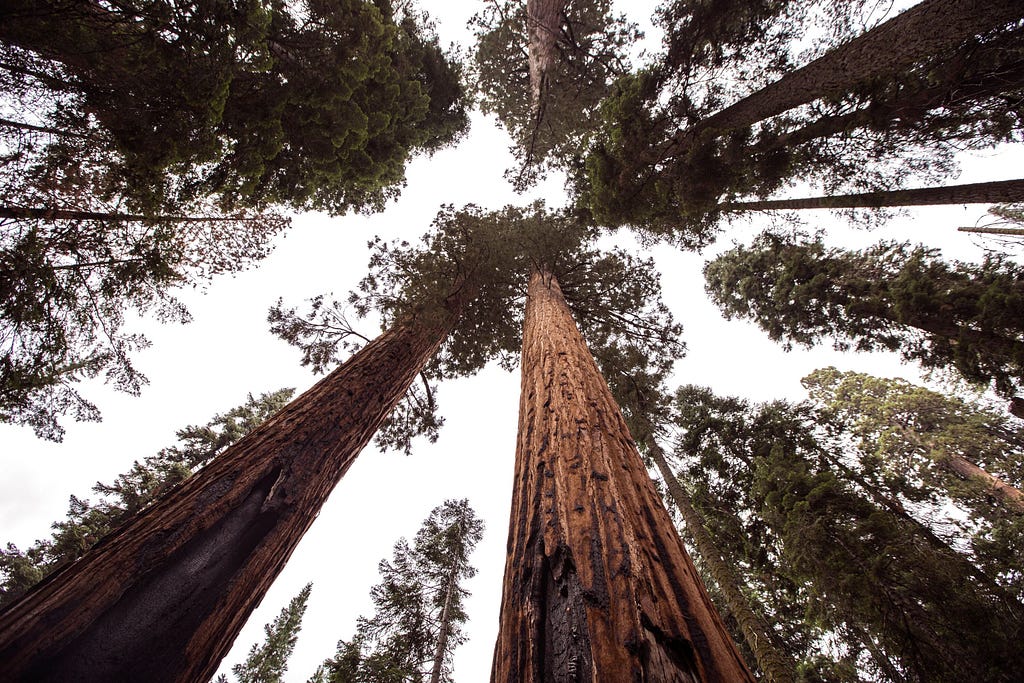 giant Sequoia grove