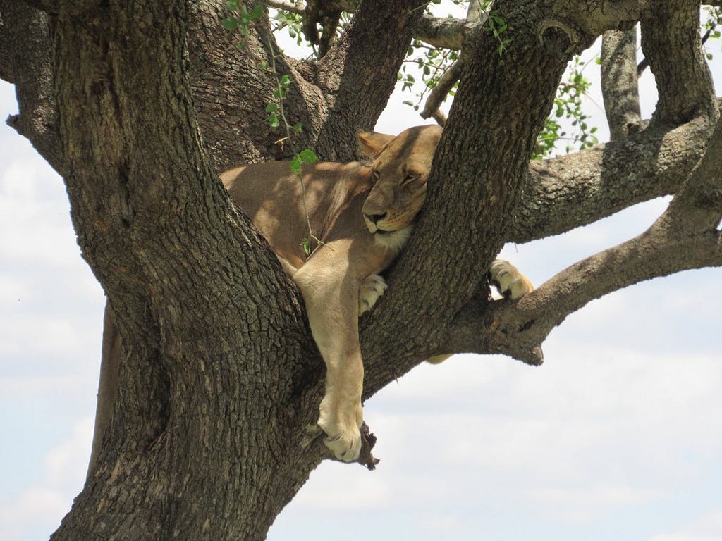 A lazy lion sleeping in the tree, where te branches meet.