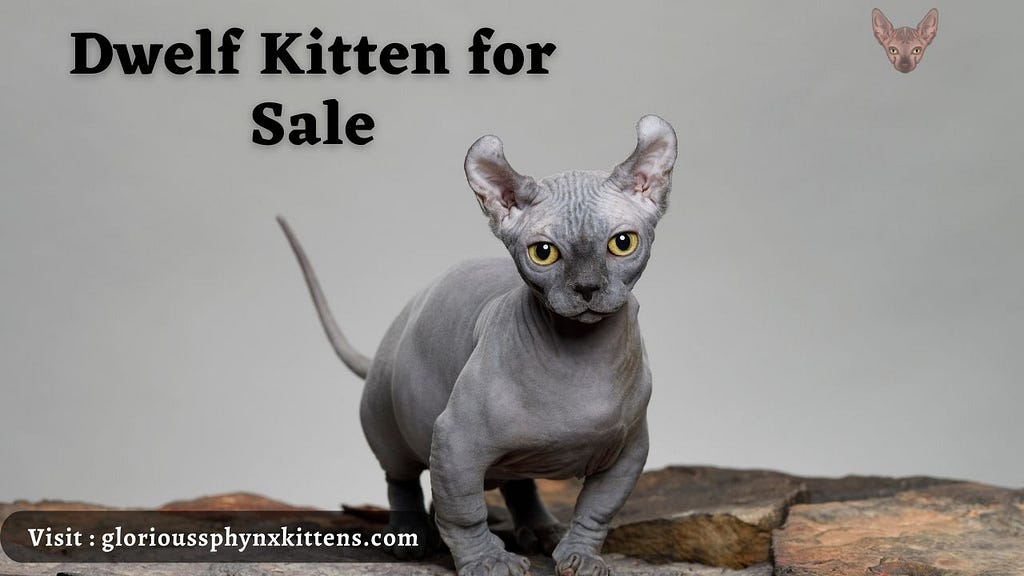 Dwelf Kitten for Sale