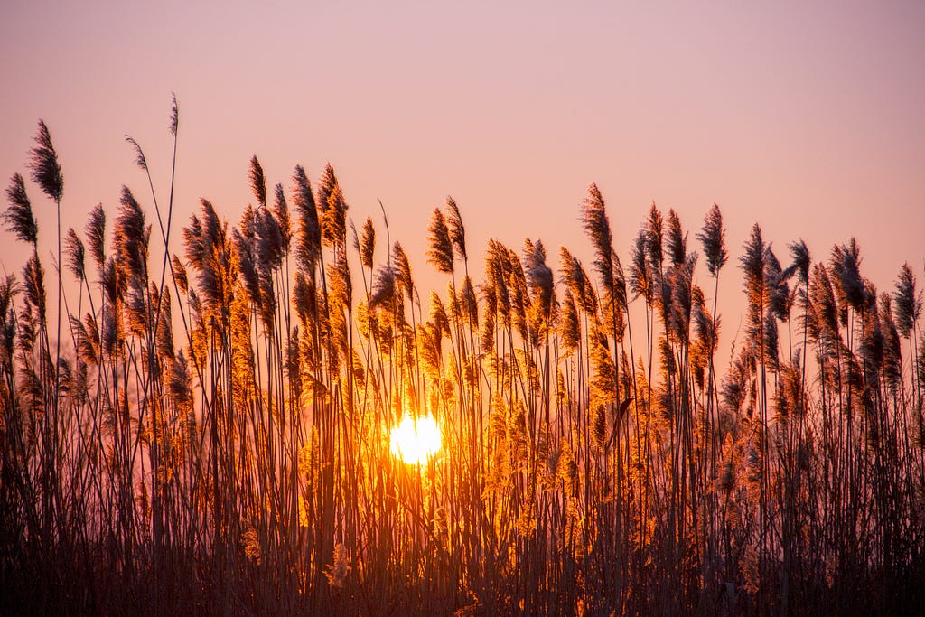 View of sun setting against a lavender sky through a field of reeds