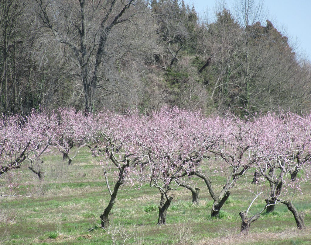 A peach orchard full of pink blossoming trees in springtime.