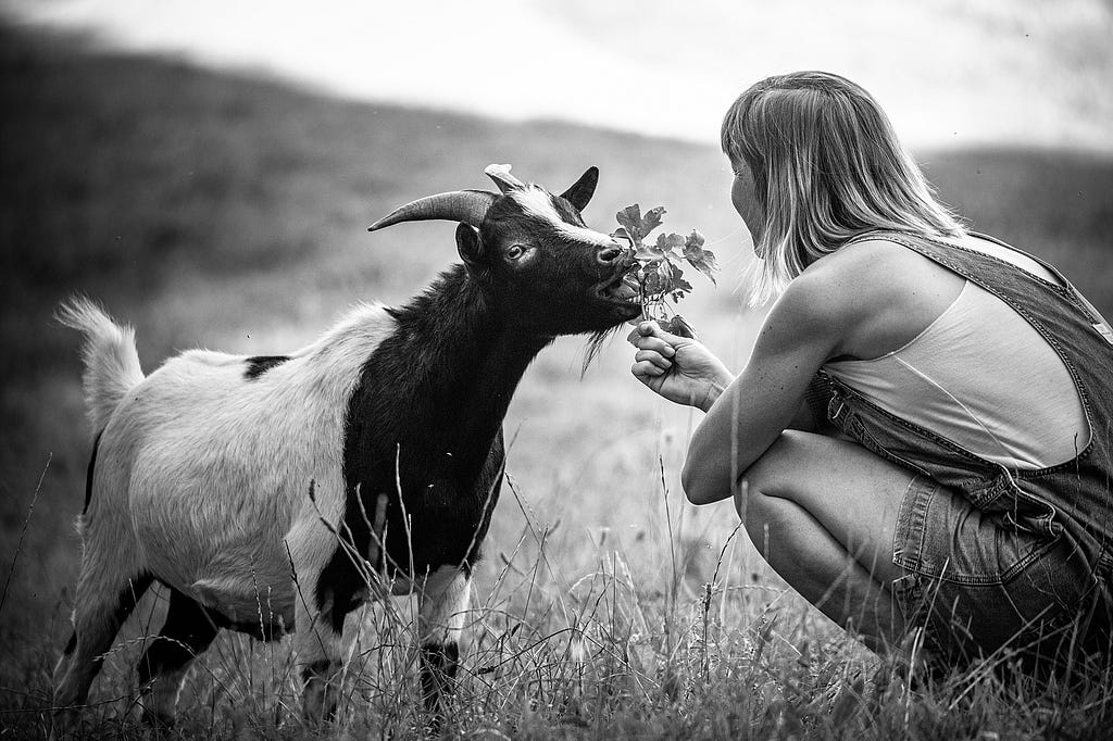 Bérénice, a sanctuary volunteer feeds some greenery to Benji the shy goat at GroinGroin refuge. France, 2021. Jo-Anne McArthur / We Animals Media