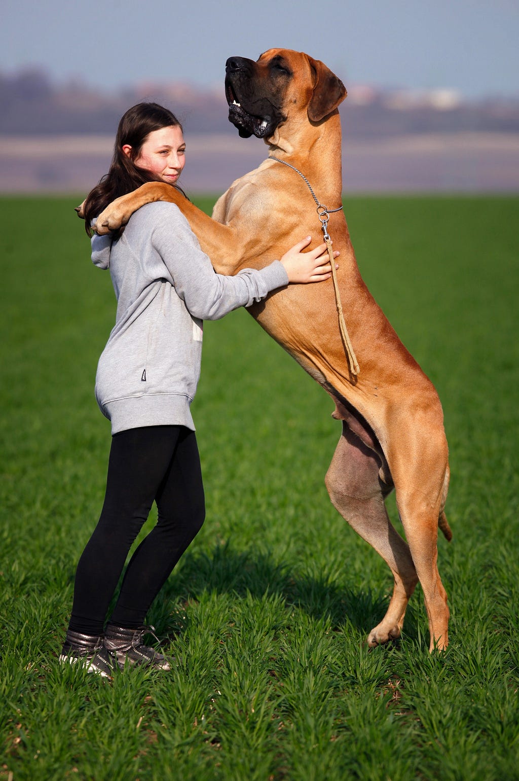 A woman is outside standing on green grass in her black leggings and grey long-sleeved sweatshirt. She’s hugging a huge dog that is standing on two legs. The dog hovers over the woman.
