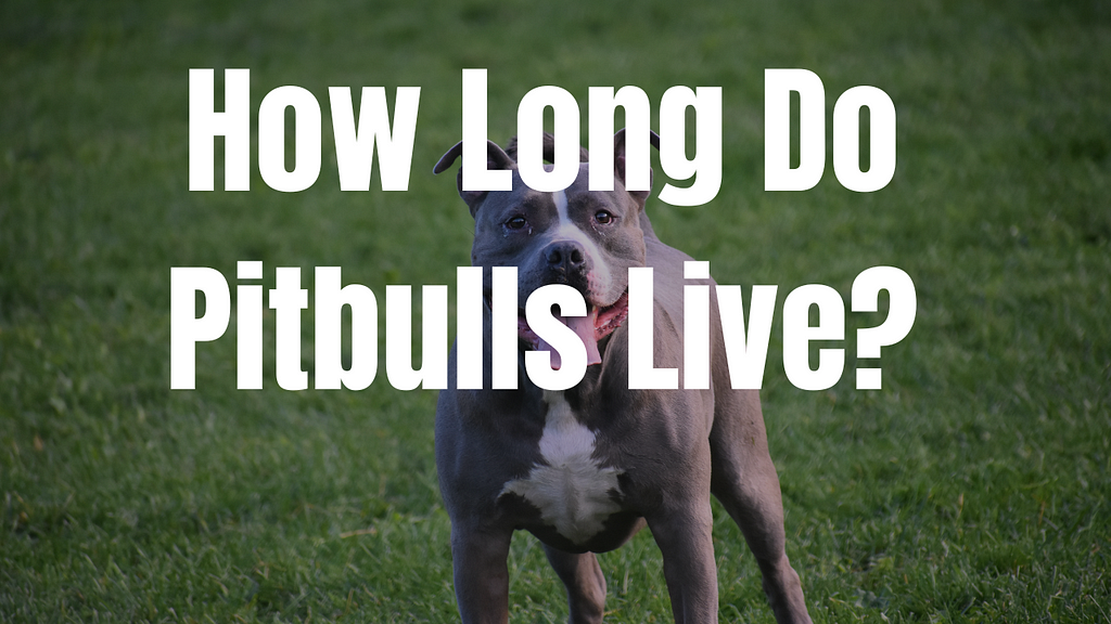 How Long Do Pit Bulls Live