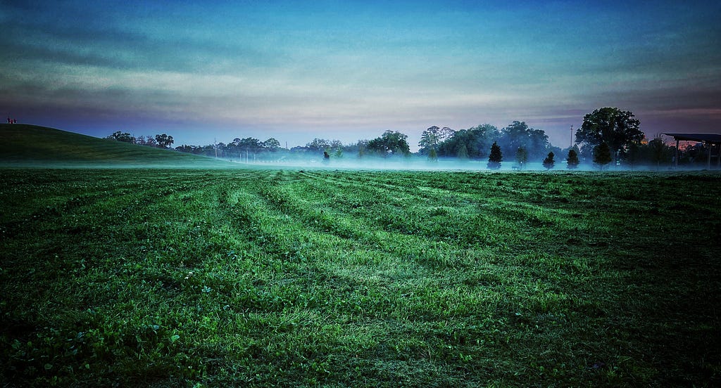 a field of clover freshly cut with low fog in the background
