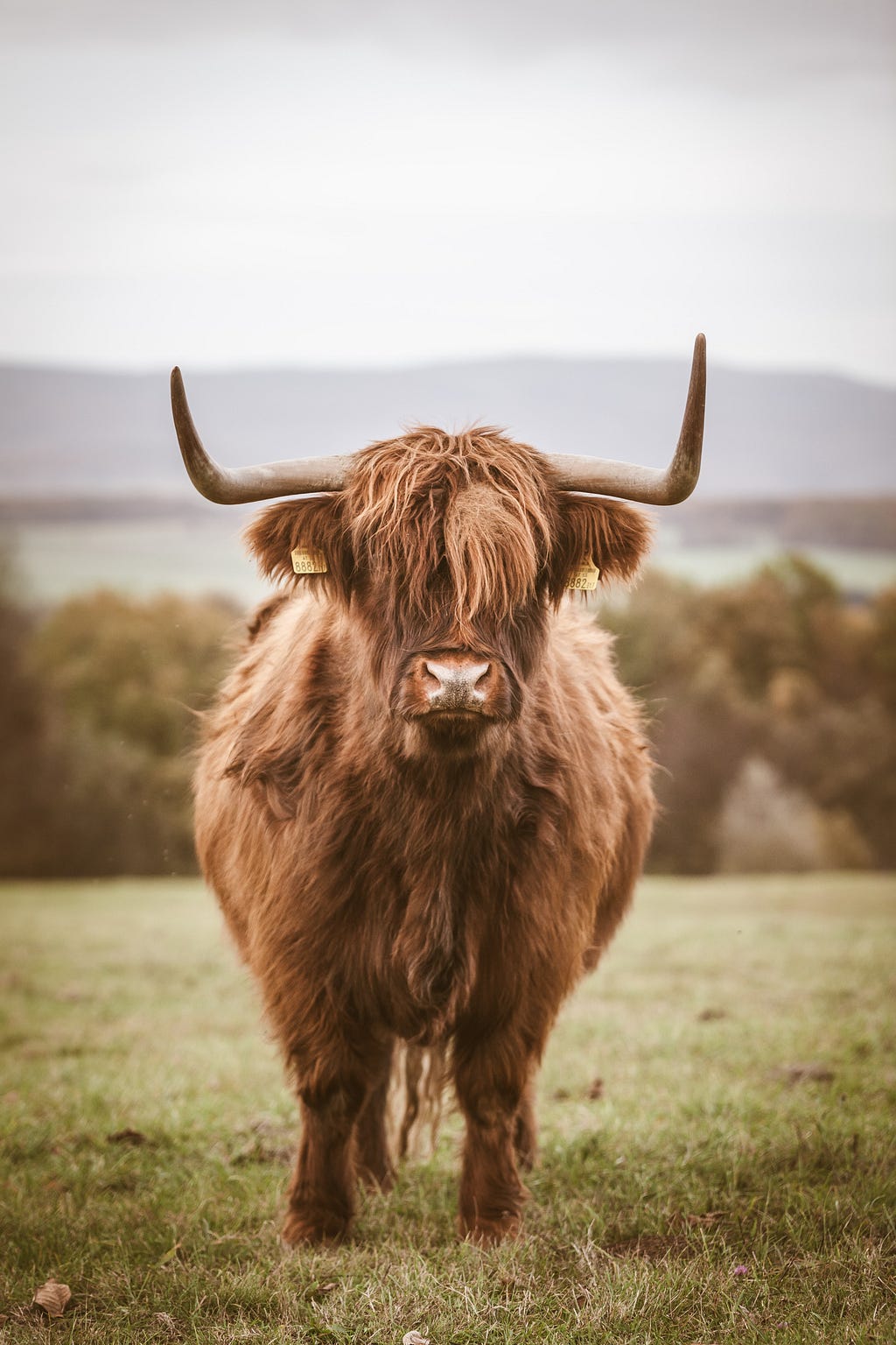 a very furry bull facing front with hair covering its eyes, standing in field, horns turned upward
