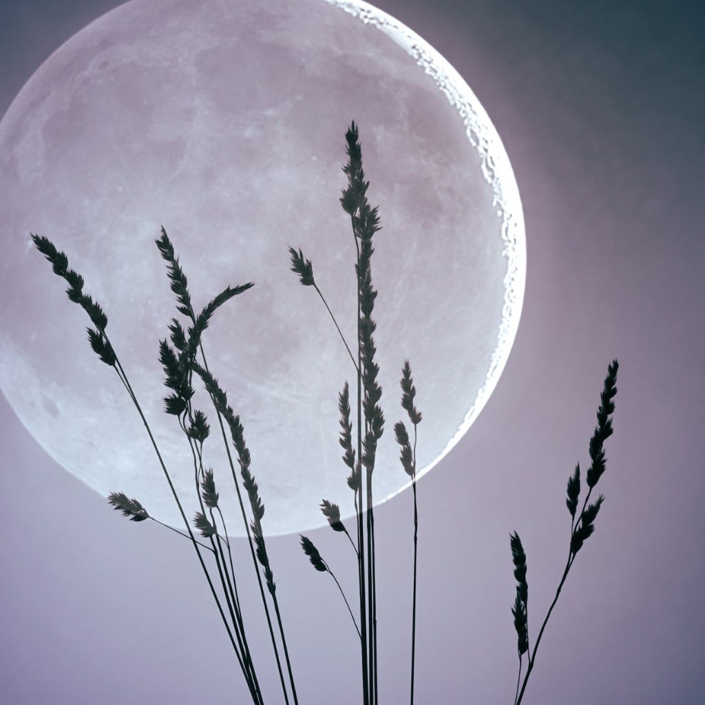 Large luminous Amethyst moon with some silhouetted wheat stalks in front of a darkening purple sky.