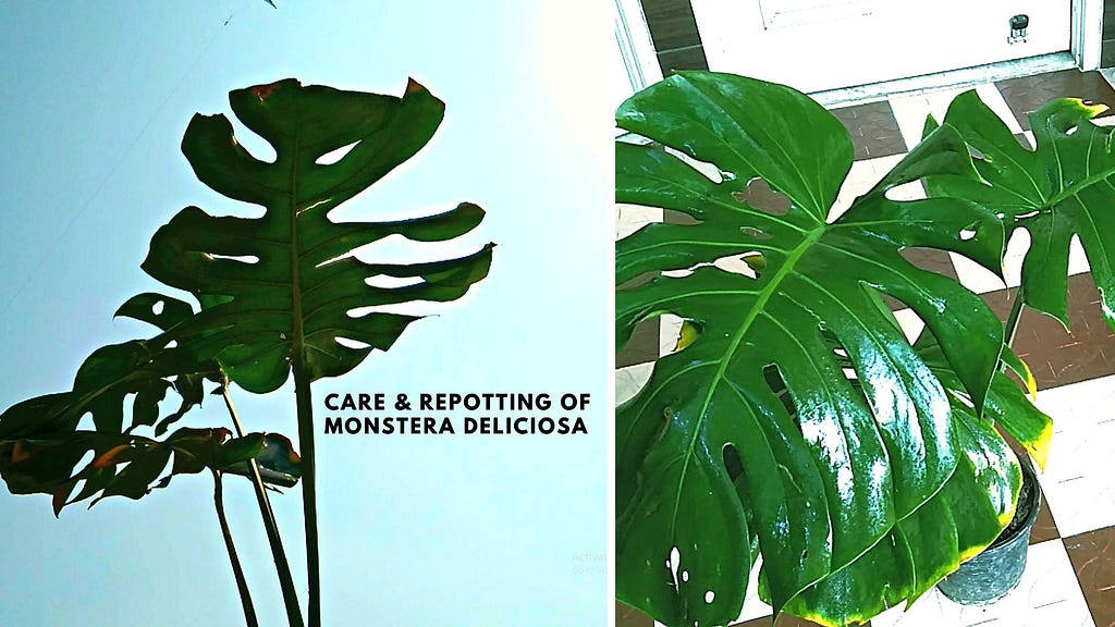 Monstera Deliciosa Growing Conditions and Caring Tips (Swiss Cheese Plant)