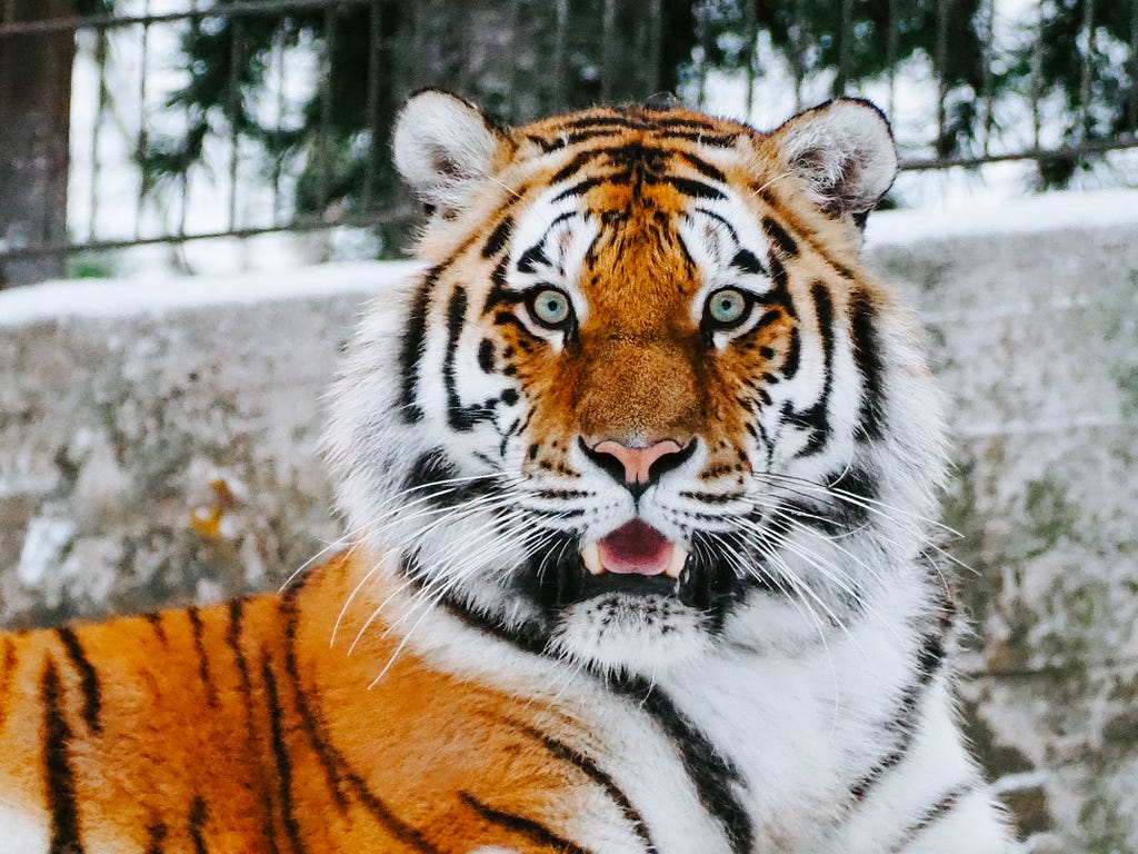 A vivid photographic portrait of a tiger, with piercing blue eyes.