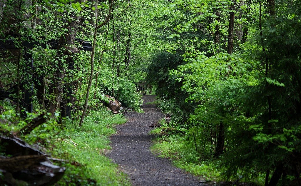 A trail into the woods in a West Virginia springtime.