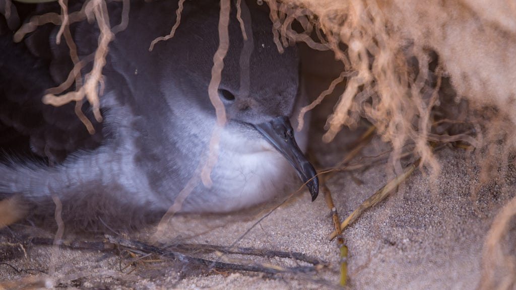 Wedge-tailed shearwater bird in an underground burrow.