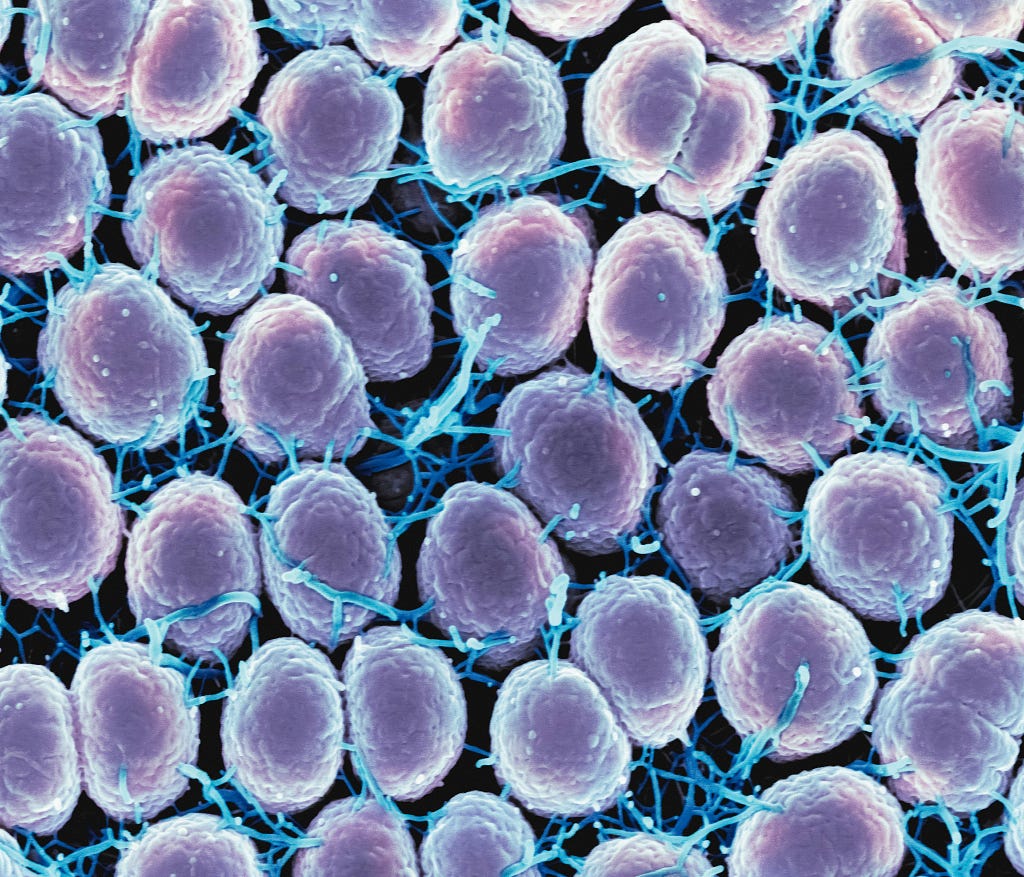 Image of interconnected cells.
