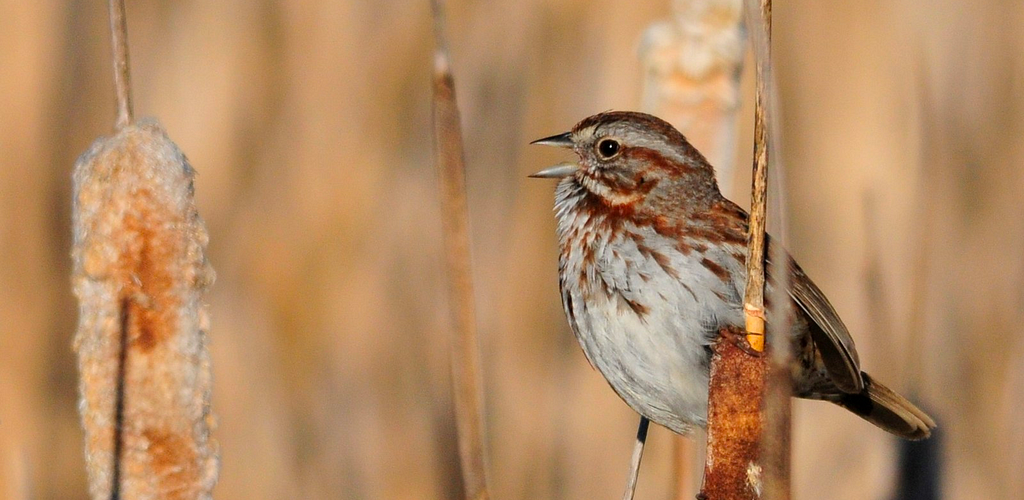 Small brown bird sitting on cattails, with beak open