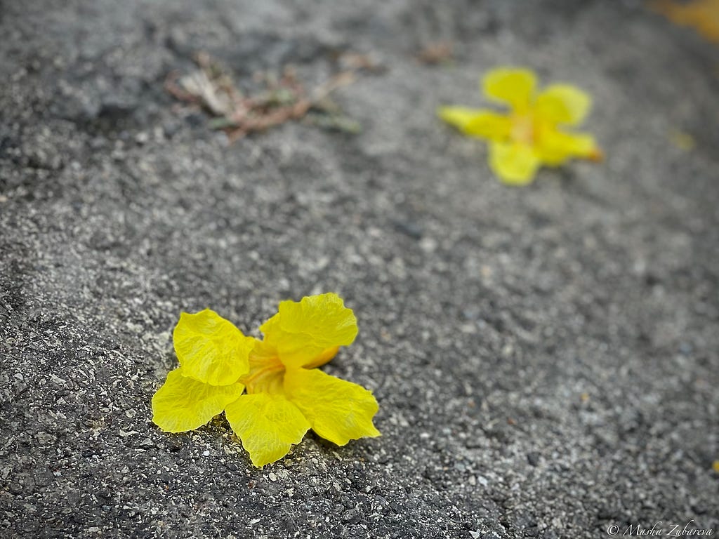 Guayacán tree yellow flower on asphal