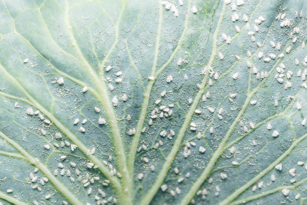 How to identify whitefly, whiteflies on plant