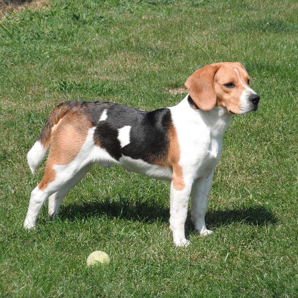 Draft in Dog Training Tips — Beagle Harrier