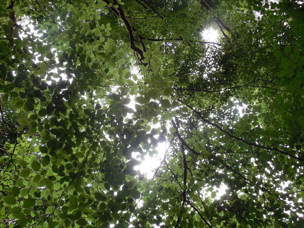 The canopy of many trees in Killarney National Park, Ireland.