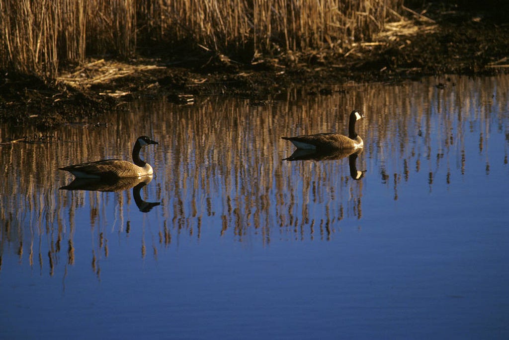 Two geese floating on water