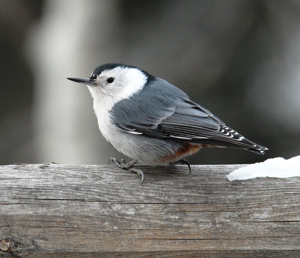 white bird with black cap, gray and black wings