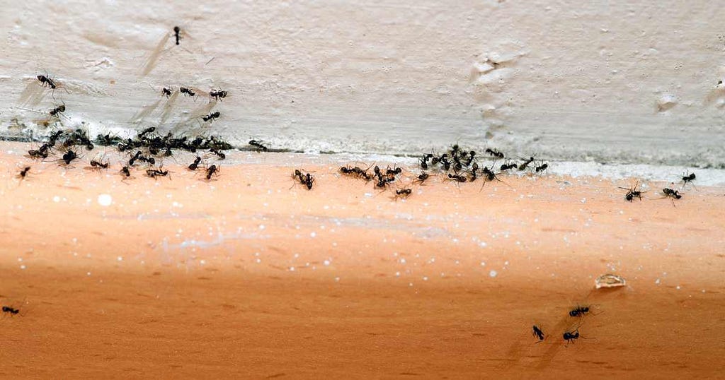 How to Use Orthene Fire Ant Killer for Roaches
