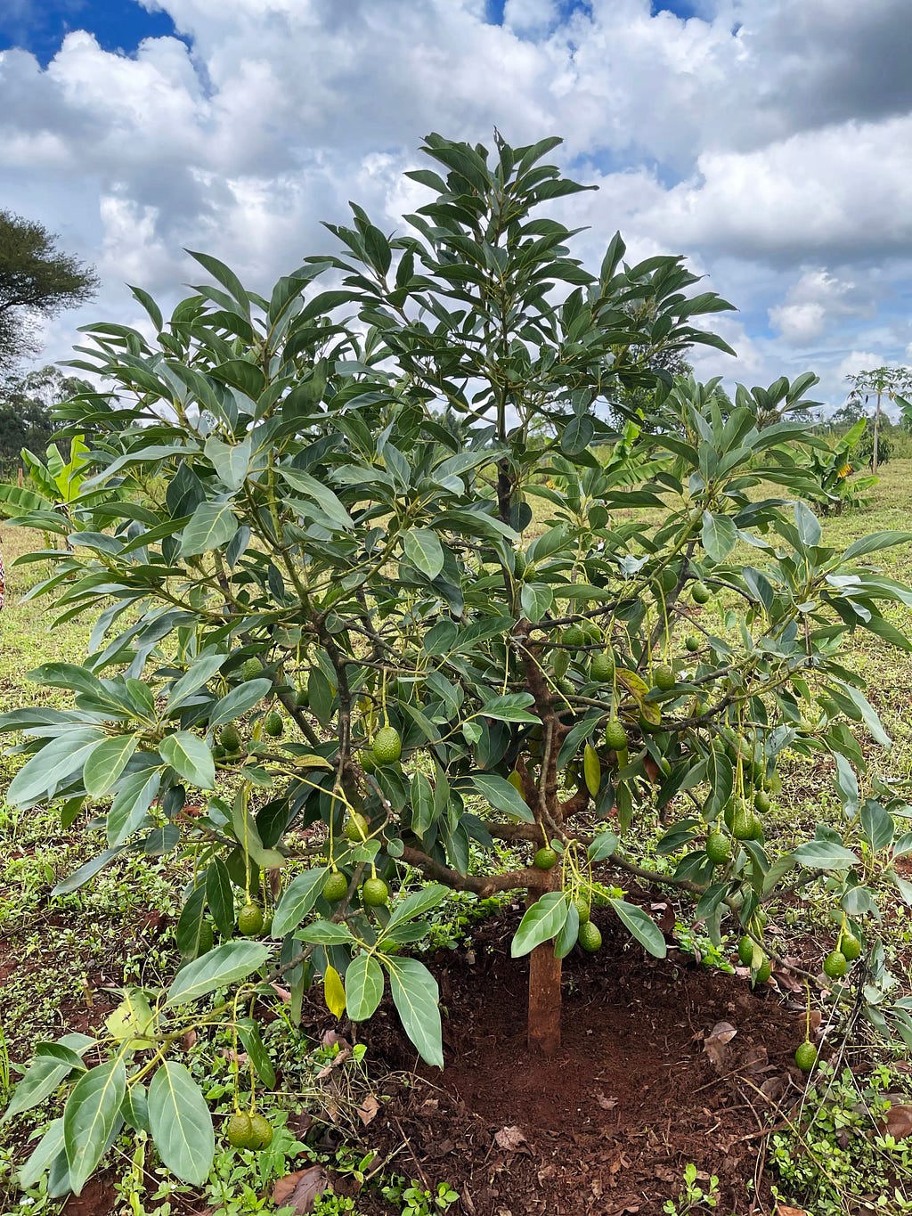 A three year old hass avocado tree with first fruits established. Image shot in Kitale, Kenya 2023 by Teresa Lubano