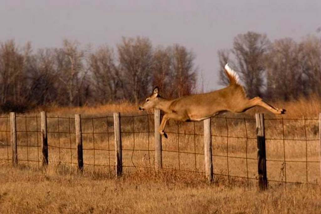 Deer leaping over a fence
