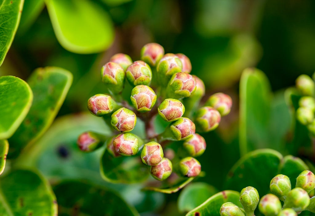 Macro shot of red ʻōhiʻa (Metrosideros polymorpha) lehua buds and green leaves.