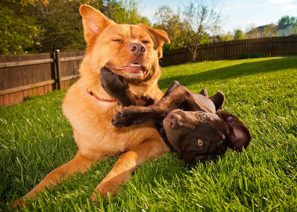Two dogs wrestling in yard