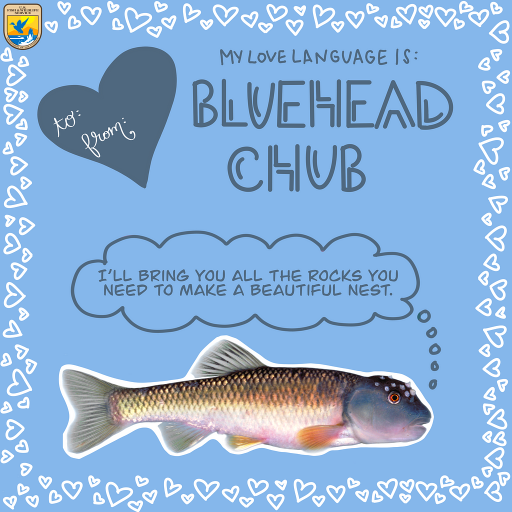 Valentine’s Card says “My love language is Bluehead Chub”. Words “I’ll bring you all the rocks you need” appear above a fish.