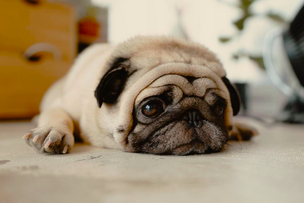 Pug laying on the floor.
