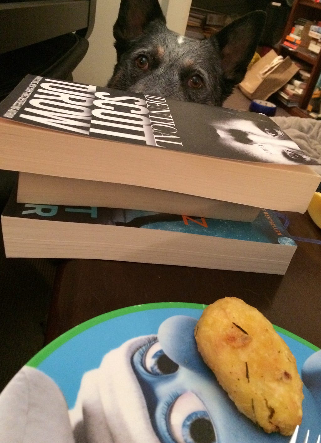 Pepsi, a blue heeler, looking at a roast potato over a wall of books