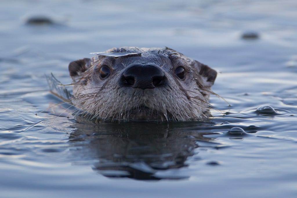 Close up of a river otter’s head emerging from icy water.
