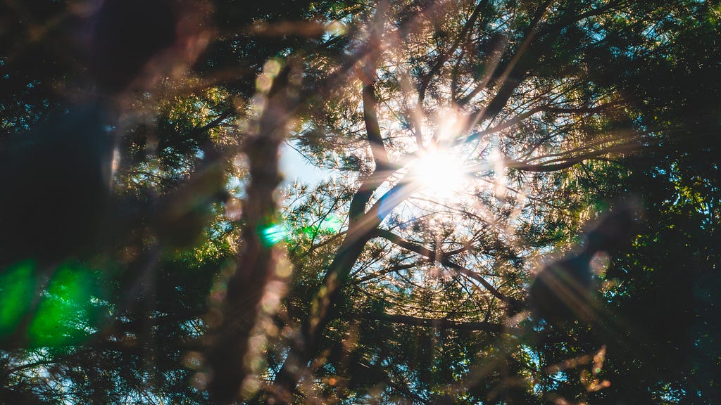 Low-Angle of Sunlight breaking through Tree Branches