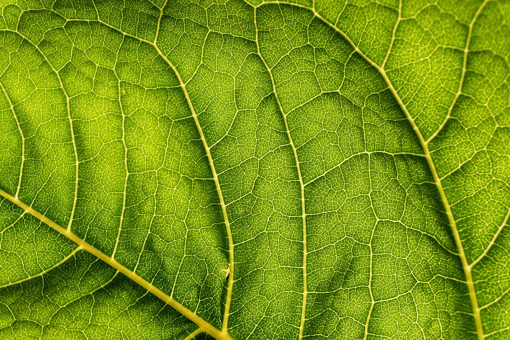 Green leaf close up