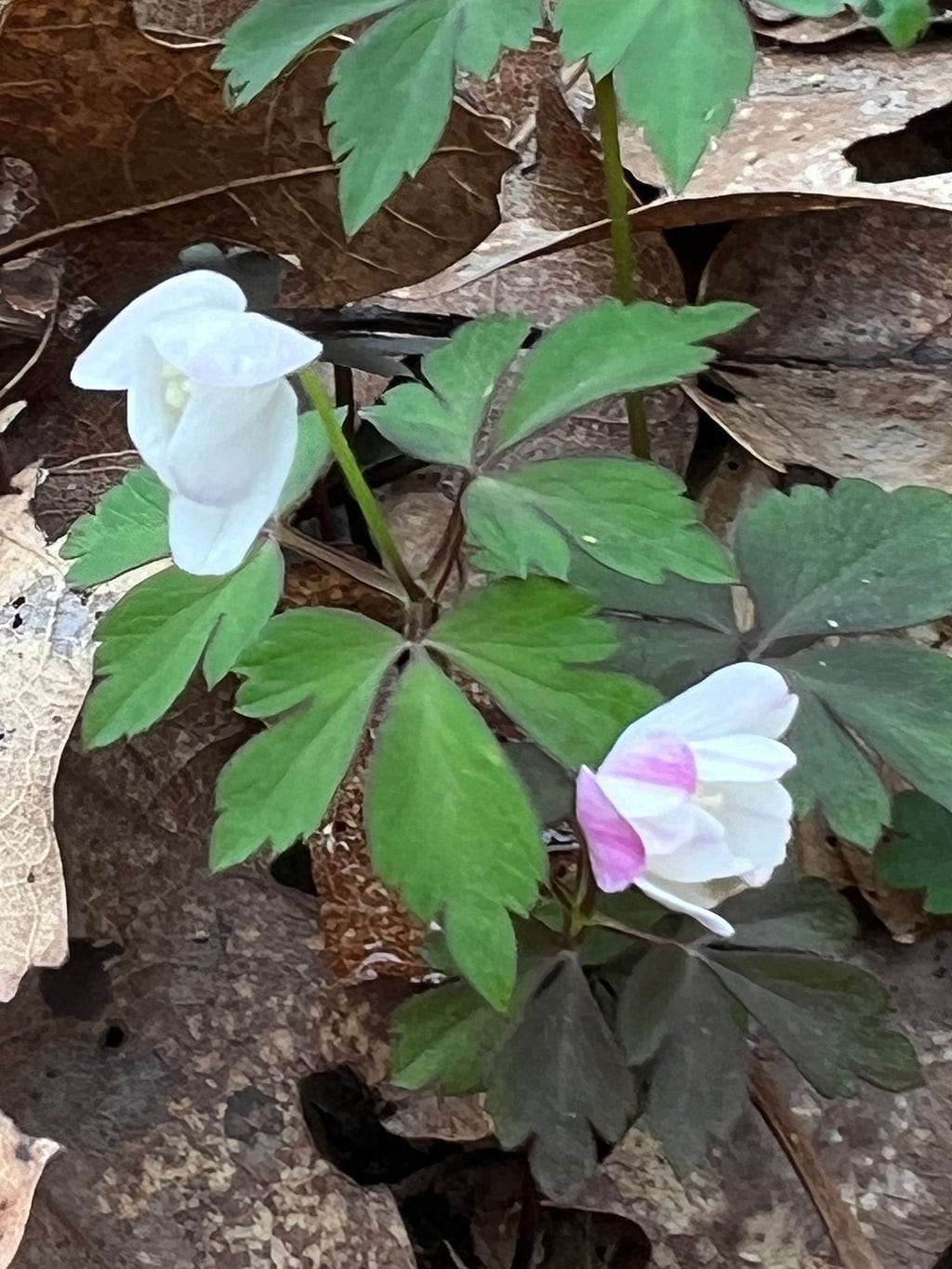 New white & purple-tinged flowers emerging in the connecitcut forest