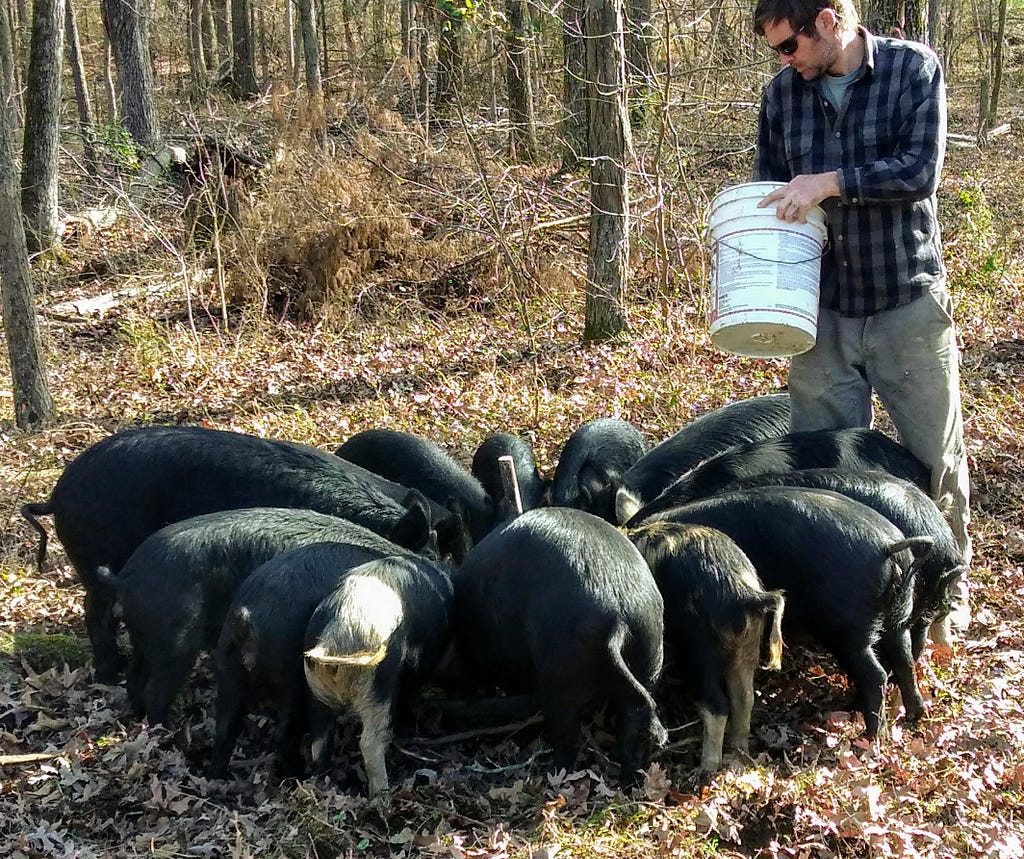 Man holding a bucket stands over pigs circled around a feeder.